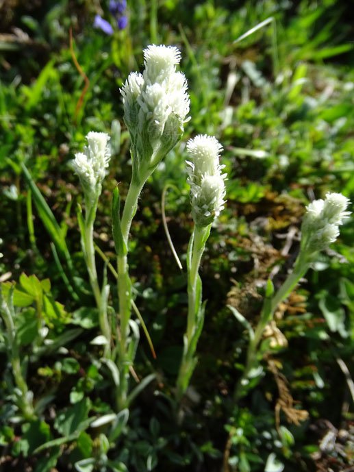 Karpaten-Katzenpfötchen / Antennaria carpatica