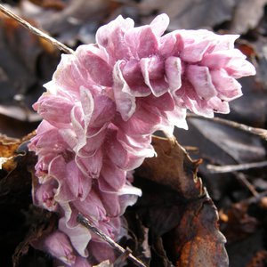 Aufrechte Schuppenwurz / Lathraea squamaria
