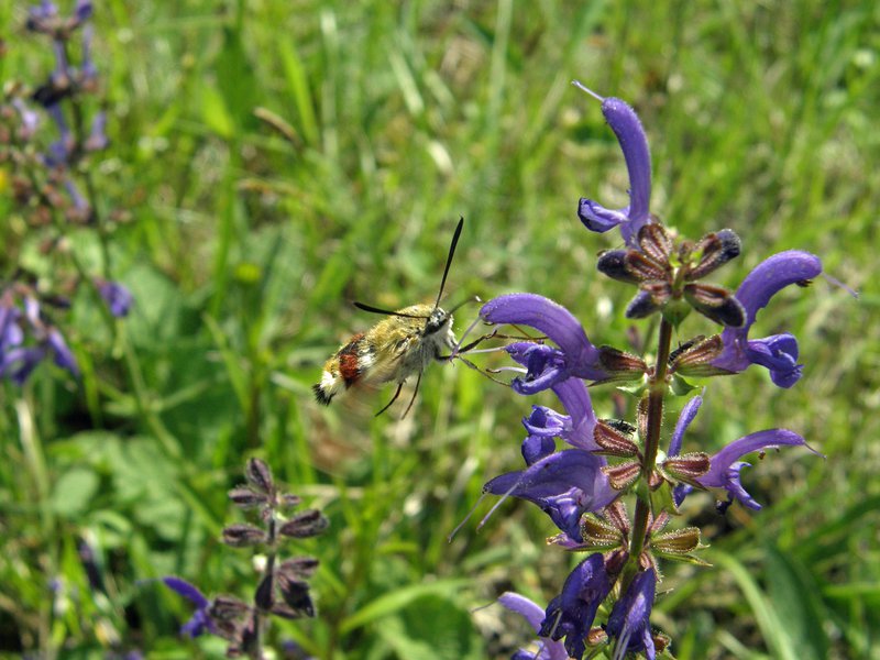 Wiesen-Salbei / Salvia pratensis