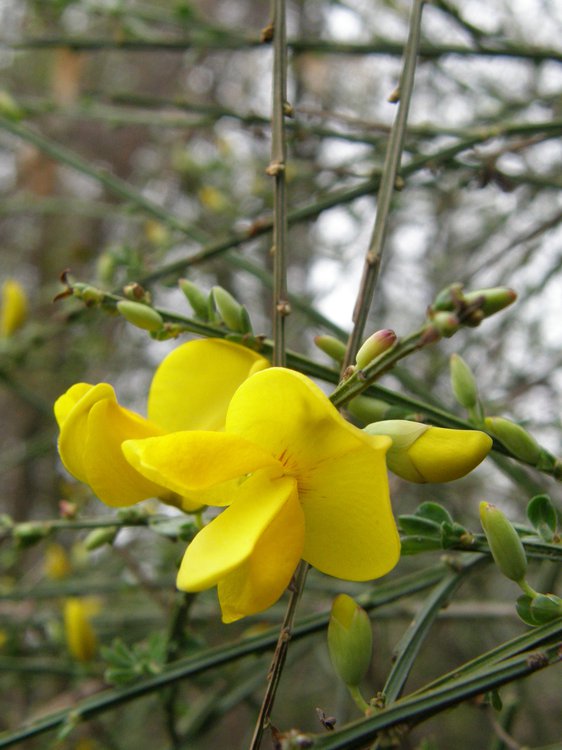 Besenginster / Cytisus scoparius