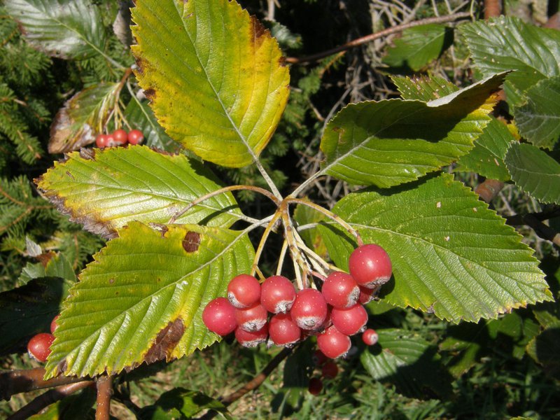 Mehlbeere / Sorbus aria