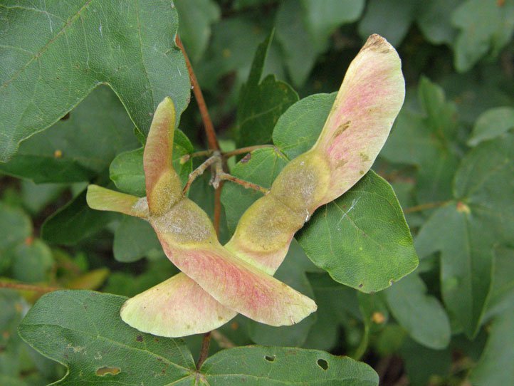 Feld-Ahorn / Acer campestre