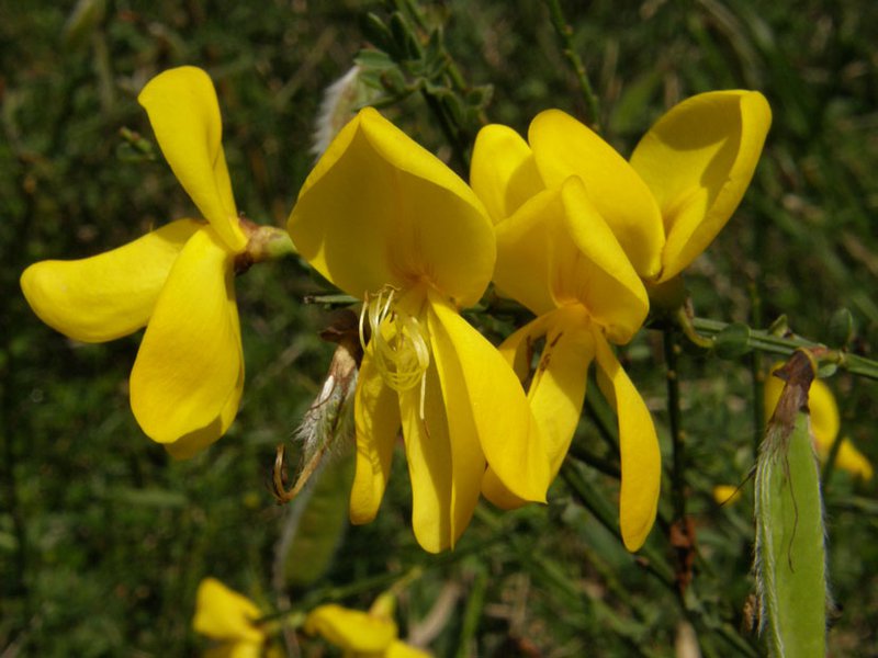 Besenginster / Cytisus scoparius