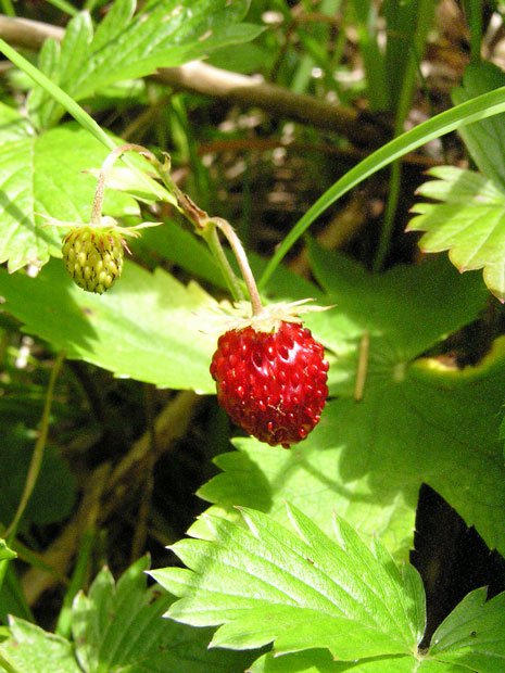 Wald-Erdbeere / Fragaria vesca