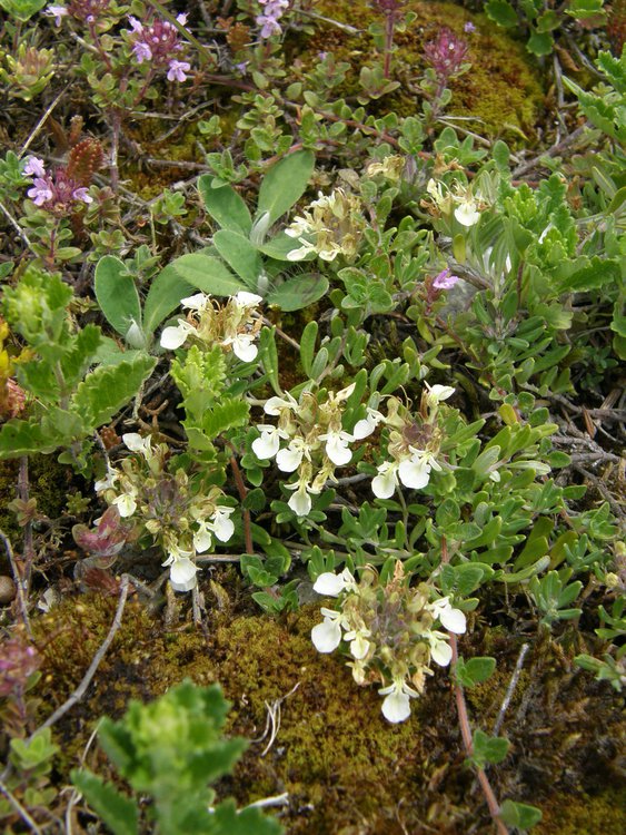 Berg-Gamander / Teucrium montanum