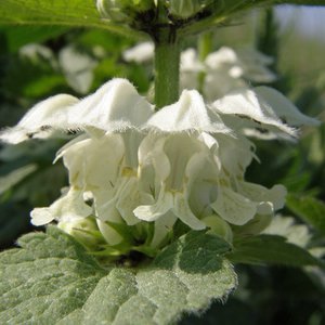 Weiße Taubnessel / Lamium album