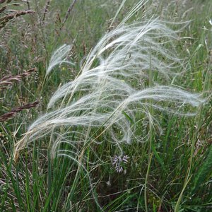 Echtes Federgras / Stipa pennata