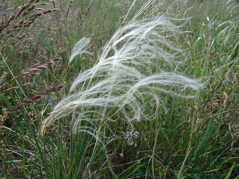 Echtes Federgras / Stipa pennata