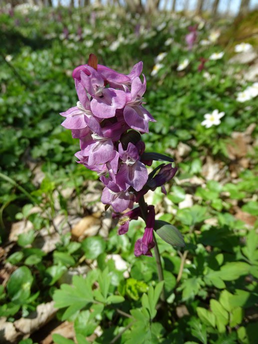 Hohler Lerchensporn / Corydalis cava