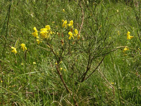 Besenginster / Cytisus scoparius