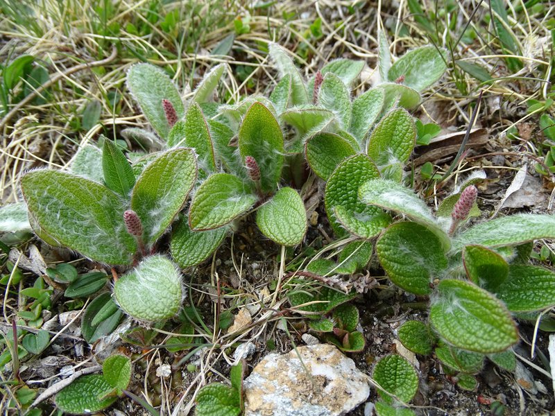 Netz-Weide / Salix reticulata