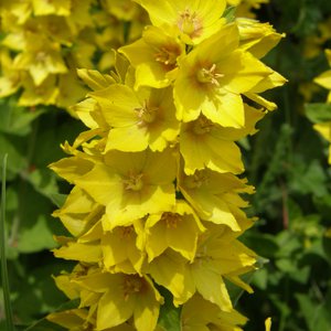 Punktierter Gilbweiderich / Lysimachia punctata