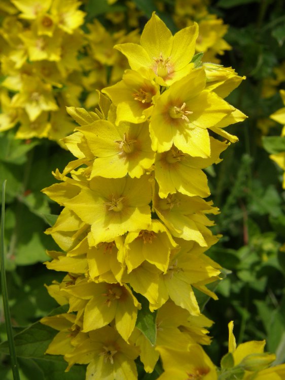 Punktierter Gilbweiderich / Lysimachia punctata