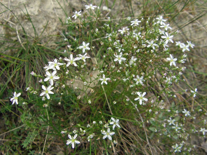 Steinbrech-Felsennelke / Petrorhagia saxifraga