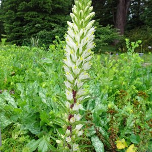 Strauß-Glockenblume / Campanula thyrsoides
