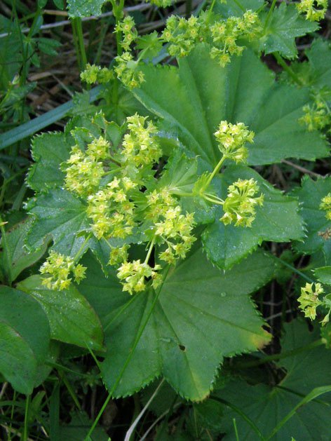 Gewöhnlicher Frauenmantel / Alchemilla vulgaris