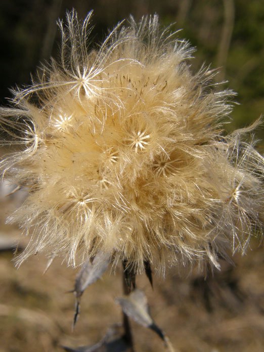 Golddistel / Carlina vulgaris