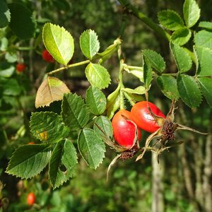Wein-Rose / Rosa rubiginosa