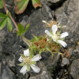 Stängel-Fingerkraut / Potentilla caulescens