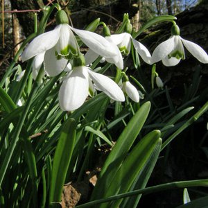 Schneeglöckchen / Galanthus nivalis