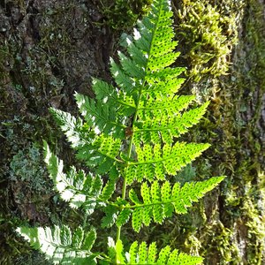 Gewöhnlicher Dornfarn / Dryopteris carthusiana