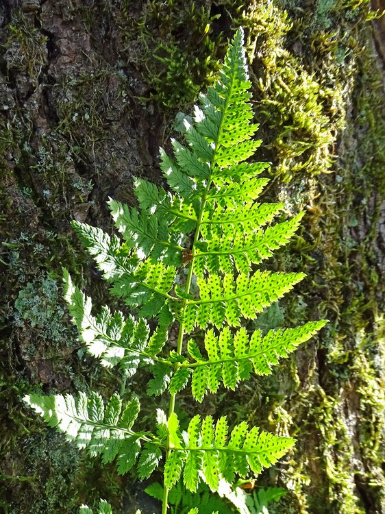 Gewöhnlicher Dornfarn / Dryopteris carthusiana