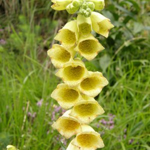 Großblütiger Fingerhut / Digitalis grandiflora