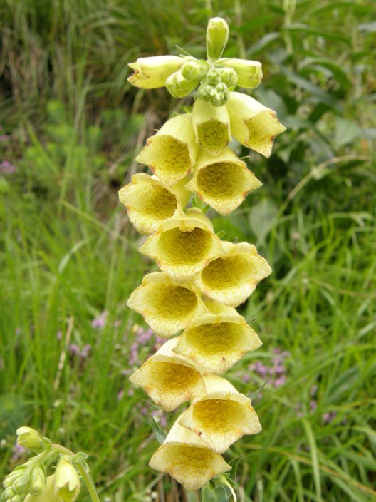 Großblütiger Fingerhut / Digitalis grandiflora
