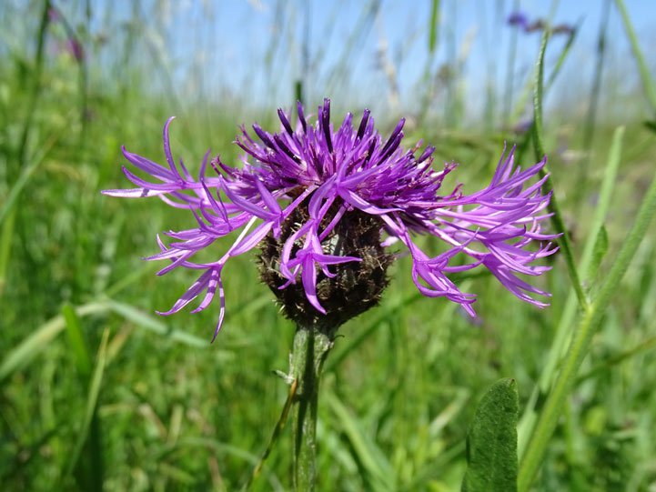 Skabiosen-Flockenblume / Centaurea scabiosa