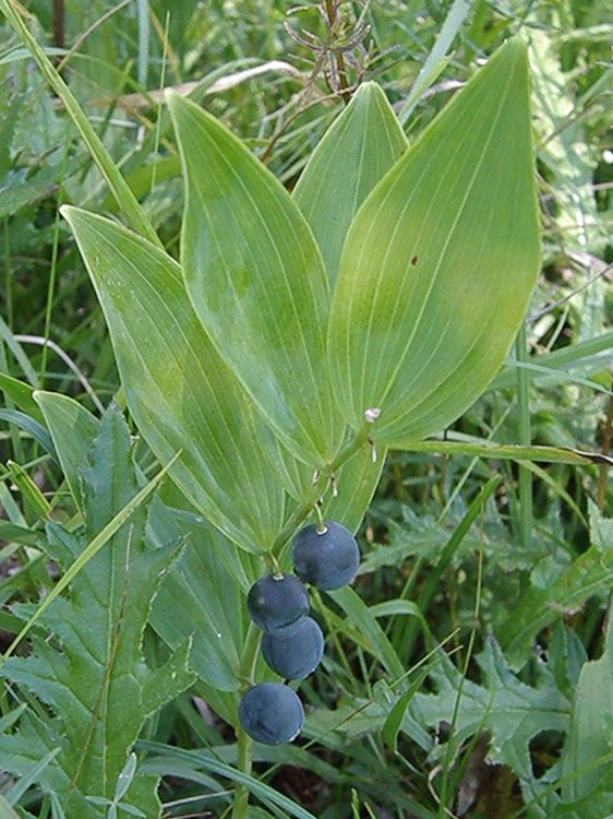 Wohlriechender Salomonsiegel / Polygonatum odoratum