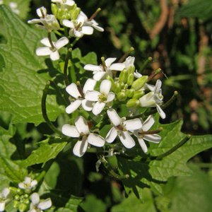Knoblauchsrauke / Alliaria petiolata