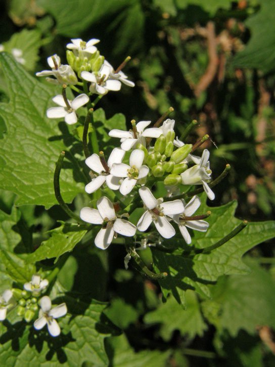 Knoblauchsrauke / Alliaria petiolata