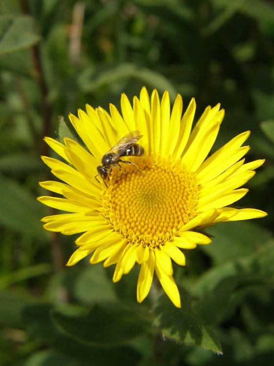 Behaarter Alant / Inula hirta
