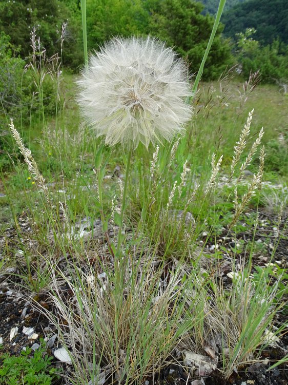 Großer Bocksbart / Tragopogon dubius