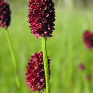 Großer Wiesenknopf / Sanguisorba officinalis