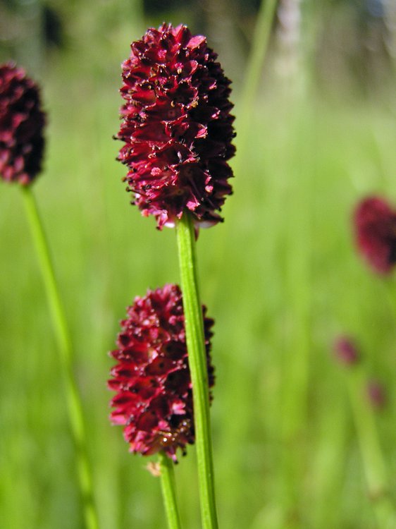 Großer Wiesenknopf / Sanguisorba officinalis