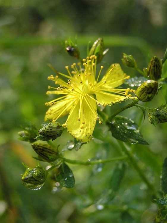 Tüpfel-Johanniskraut / Hypericum perforatum