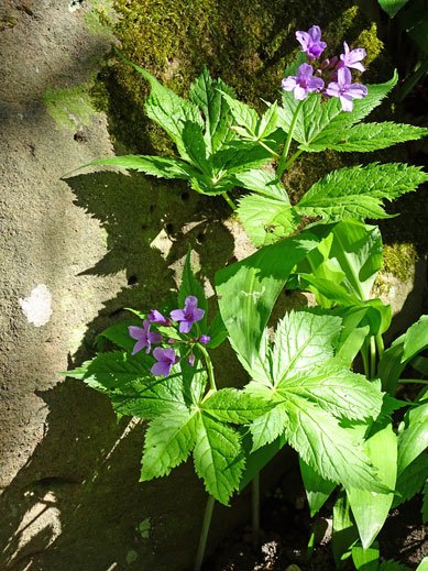 Finger-Zahnwurz / Cardamine pentaphyllos