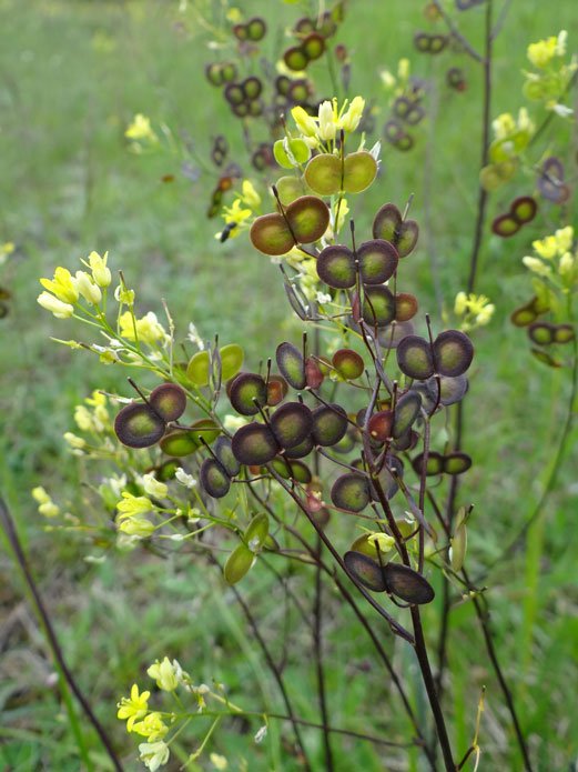 Brillenschötchen / Biscutella laevigata