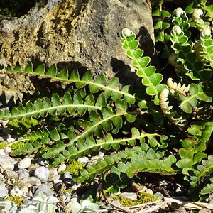 Milz-, Schriftfarn / Asplenium ceterach