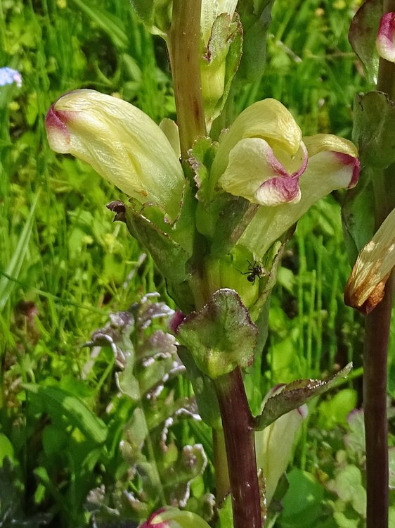 Karlszepter / Pedicularis sceptrum-carolinum