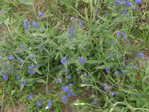 Gemeine Ochsenzunge / Anchusa officinalis