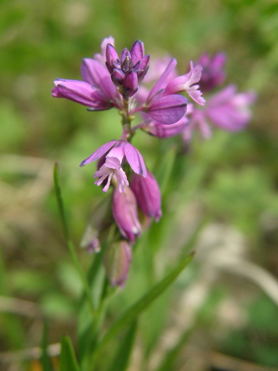 Gewöhnliche Kreuzblume / Polygala vulgaris