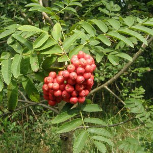 Eberesche / Sorbus aucuparia