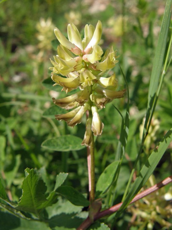 Bärenschote / Astragalus glycyphyllos