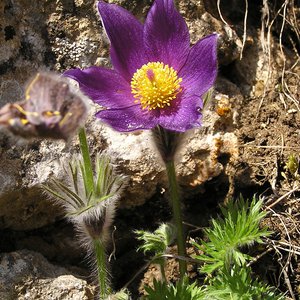 Gemeine Küchenschelle / Pulsatilla vulgaris