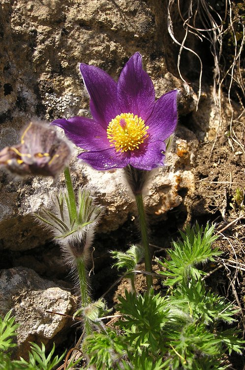 Gemeine Küchenschelle / Pulsatilla vulgaris