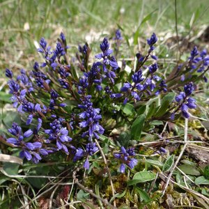 Moor-Kreuzblume / Polygala amarella