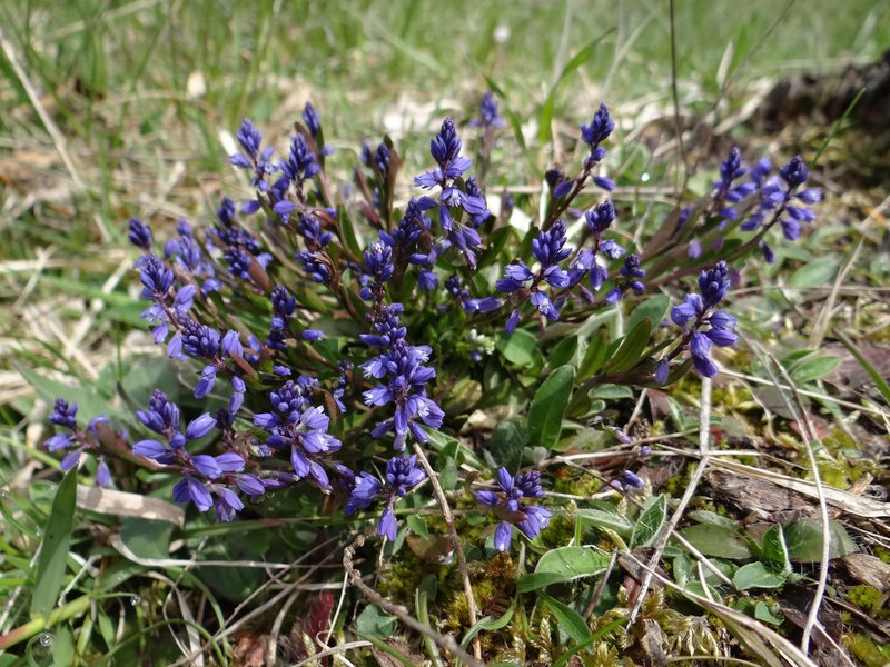 Moor-Kreuzblume / Polygala amarella