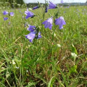 Rundblättrige Glockenblume / Campanula rotundifolia